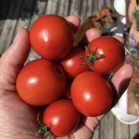 Sub Arctic Plenty, Tomato Seeds image number null